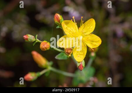 Slender St John's-wort, Hypericum pulchrum, in flower. Stock Photo