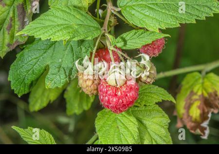 Ripe wild raspberry fruit, Rubus idaeus, in late summer. Stock Photo