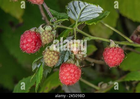 Ripe wild raspberry fruit, Rubus idaeus, in late summer. Stock Photo