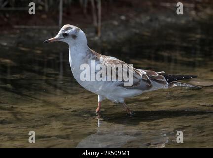 Immature Black-headed gull, Chroicocephalus ridibundus, feeding in shallow coastal lagoon. Dorset. Stock Photo