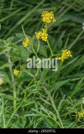 Creeping Yellow-cress, Rorippa sylvestris, in flower on the margins of reservoir, Somerset. Stock Photo