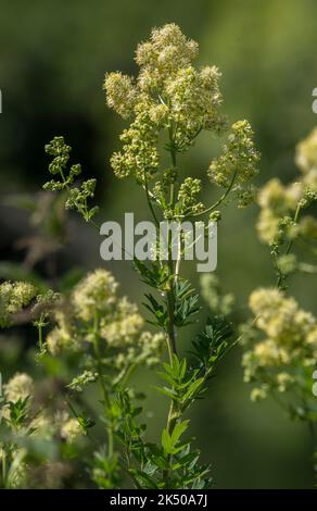 Common meadow-rue, Thalictrum flavum, in flower in damp grassland, Dorset. Stock Photo