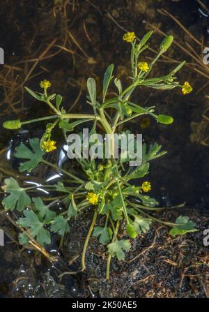 Celery-leaved buttercup, Ranunculus sceleratus, in flower and fruit in brackish coastal marsh. Stock Photo