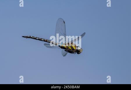 Male Migrant Hawker, Aeshna mixta, in flight, hovering on the edge of a lake, Somerset. Stock Photo