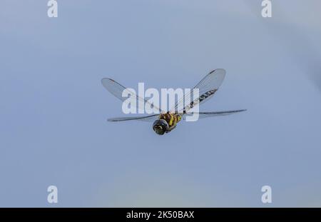 Male Migrant Hawker, Aeshna mixta, in flight, hovering on the edge of a lake, Somerset. Stock Photo