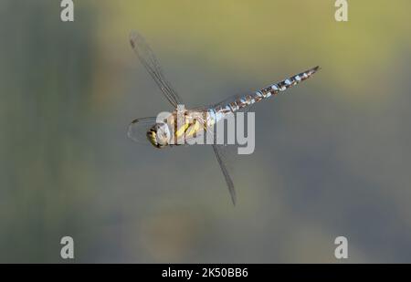 Male Migrant Hawker, Aeshna mixta, in flight, hovering on the edge of a lake, Somerset. Stock Photo