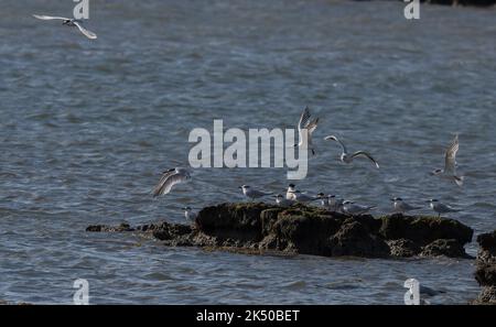 Group of Sandwich terns, Thalasseus sandvicensis, gathering in late summer, just before migrating south. Hants. Stock Photo