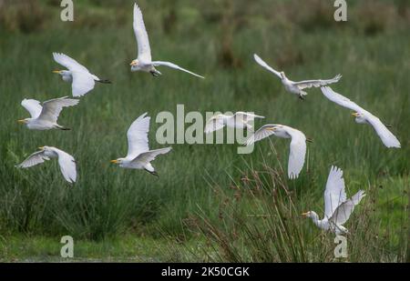 Cattle egrets,  Bubulcus ibis, in flight over cow-grazed damp pasture on the Somerset Levels. Newly arrived in Britain. Stock Photo