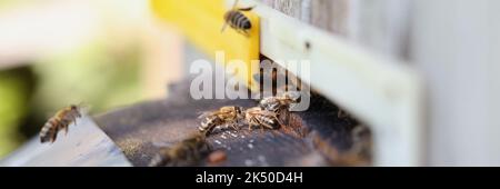 Bees are working on laying propolis in hive closeup Stock Photo