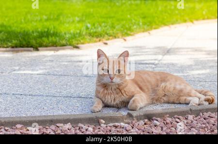 Beautiful beige cat with green eyes looking to camera while laying down outdoors with copy space Stock Photo