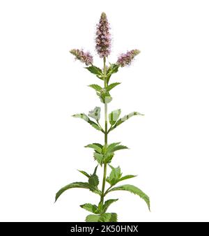 Pink flower of silver horse mint isolated on white, Mentha longifolia Stock Photo