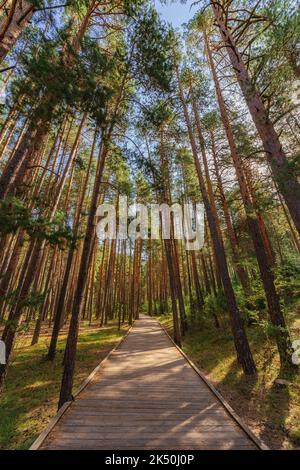 Idyllic wooden footpath among pine trees in Serranía de Cuenca, Spain Stock Photo