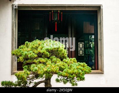 Bonsai tree, Classical Garden, Suzhou, Jiangsu, China