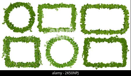 Ivy frames with green leaves on lianas, climbing vines of creeper plant. Cartoon vector round, rectangular and square ivy borders or frames. Isolated floral decor Stock Vector