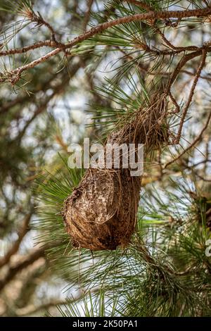 A nest of the larvae or caterpillars of the Pine Processionary Moth (Thaumetopoea pityocampa) in a pine wood on Mount Etna, Sicily, Italy Stock Photo