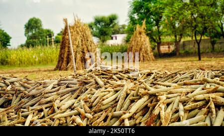 Pile of bajra or pearl millet crops with straw of dry crop mountain background. Stock Photo