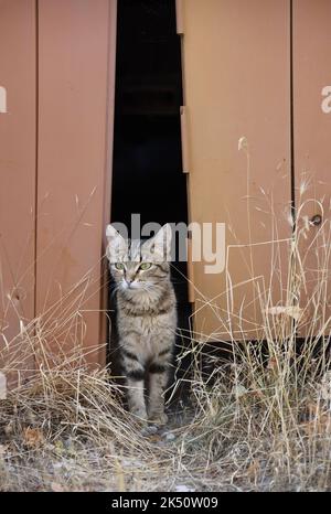 Portrait of Tabby Cat Peering through Old Garage Door Stock Photo