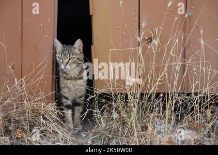 Portrait of Tabby Cat Peering through Old Garage Door Stock Photo