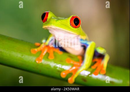 Red-eyed tree frog (Agalychnis callidryas) sitting on a branche, Costa Rica. Stock Photo