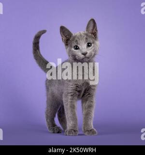 Sweet curious Russian Blue cat kitten, standing up facing front. Looking towards camera with cute head tilt and tail fierce up. Isolated on  lilac pas Stock Photo