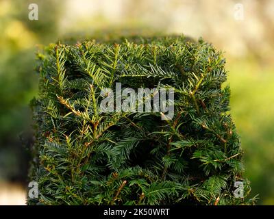 Close up of the evergreen Taxus baccata or yew hedge seen in the garden. Stock Photo