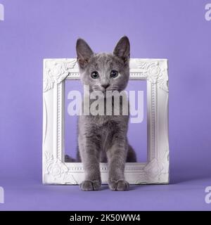 Sweet curious Russian Blue cat kitten, standing through picture frame facing front. Looking towards camera. Isolated on lilac pastel purple background Stock Photo