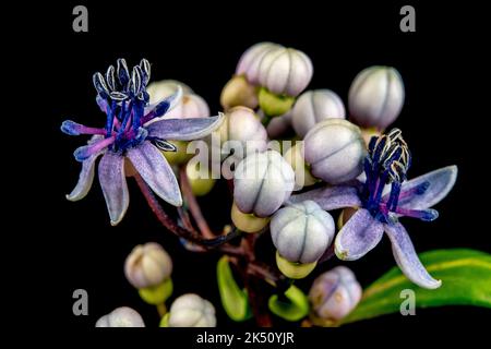 Dichroa versicolor Stock Photo