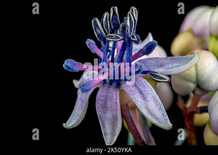 Dichroa versicolor Stock Photo