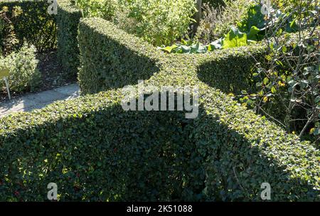 Hedges of Cotoneaster dielsianus Stock Photo