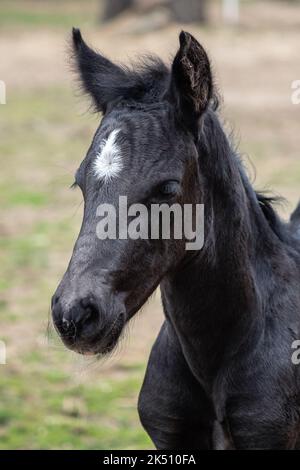 Head portrait of a black horse. Black foal with white dot. Stock Photo