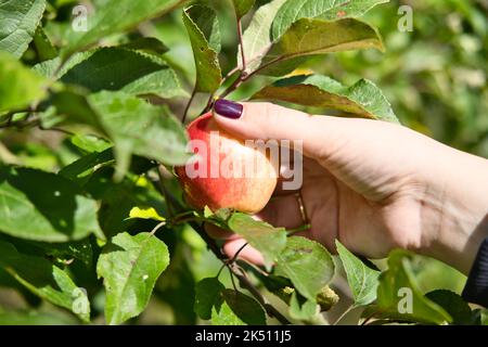Woman hand picking a ripe apple from a tree. Apple harvesting. Stock Photo