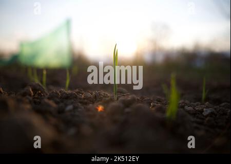 A selective focus of a garlic plant sprout growing from soil against a blurred background Stock Photo