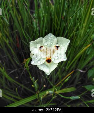 A closeup shot of a Dietes bicolor flower with morning dew on white petals around green grass Stock Photo