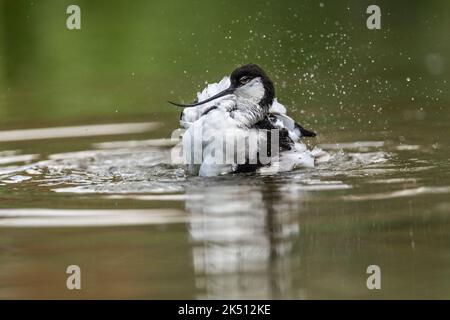 Avocet; Recurvirostra avosetta; Bathing; UK Stock Photo