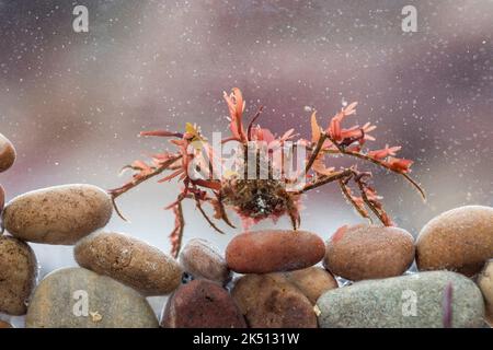 European Spider Crab; Maja squinado; UK Stock Photo