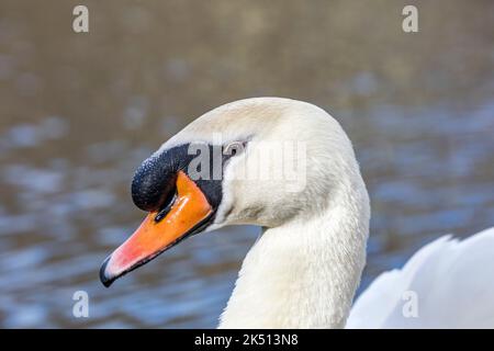 Mute Swan; Cygnus olor; Male; Portrait; UK Stock Photo