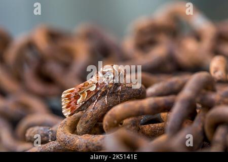 Pine Beauty Moth; Panolis flammea; on Chain; UK Stock Photo
