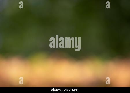 out-of-focus background of nature, in yellow and orange striped tones, fern ground and oak trees out of focus. bokeh. autumnal tones. nature. Stock Photo
