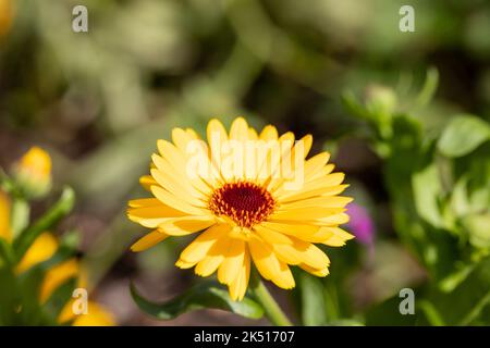 Yellow Calendula flower in early autumn, Dorset, England Stock Photo