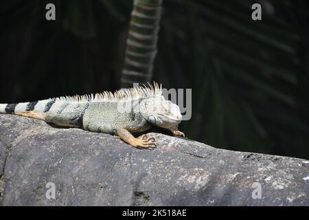 Large iguana warming up in the sun on a large rock in the tropics. Stock Photo