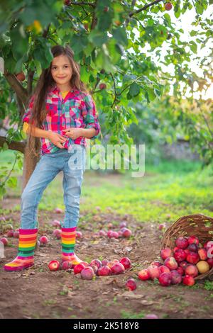 Beautiful woman farmer girl in apple orchard pick up organic ripe fruits from the apple tree and gather apples in wooden basket on the ground Stock Photo
