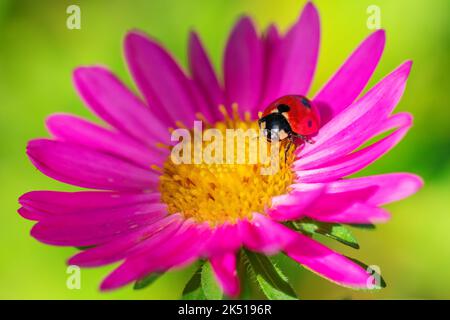 Ladybug on gerbera pink flower on defocus background. Ladybird creeps on blooming plant in flowers garden Stock Photo