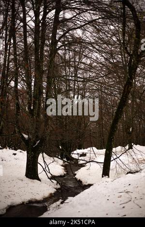 Narrow stream of water flowing in forest with leafless trees and ground covered with snow Stock Photo