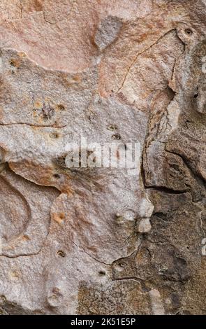 Close up texture of a Ponderosa pine tree bark Stock Photo