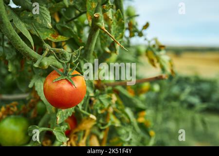 Red ripe tomato growing on branch in green garden in summer season in countryside Stock Photo