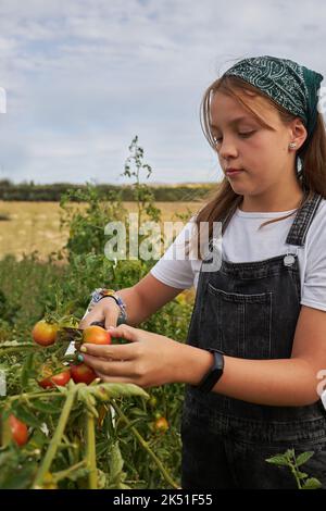 Girl farmer harvesting tomatoes in the garden Stock Photo - Alamy