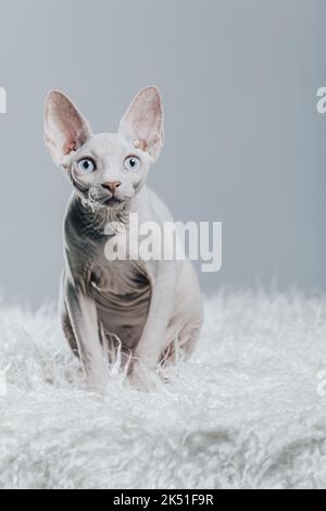 Adorable white hairless Sphynx cat with blue eyes sitting on soft blanket against gray background Stock Photo
