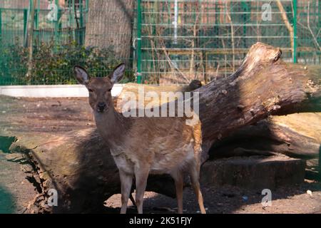 An adorable Formosan sika deer in the zoo looking at the camera Stock Photo