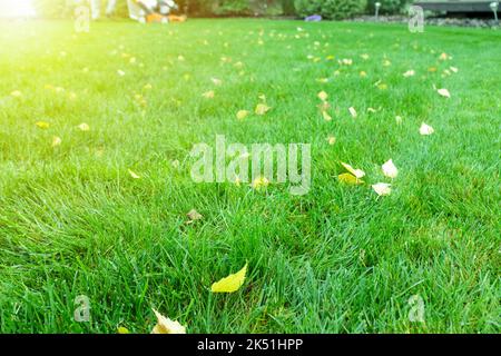 Spring season sunny lawn mowing in the garden. Lawn blur with soft light for background. Selective focus. Stock Photo