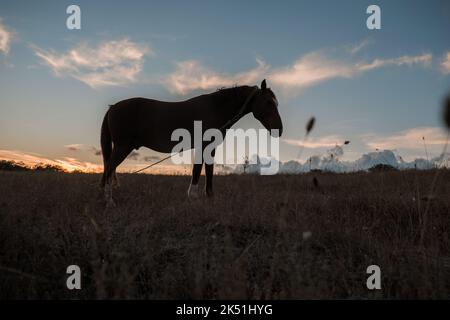 A red horse grazes in a field at sunset. Horse Club. Travel and horseback riding. Stock Photo